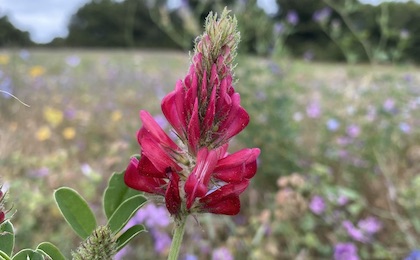 Weite Getreidefelder, sanfte Hügel und bunte Blumenmeere warten in der Inselmitte auf Dich!