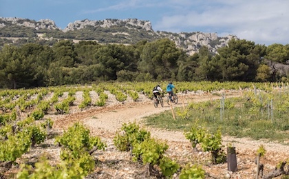 Die Weine der Provence sind weltberühmt.