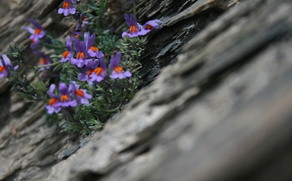 Die Blumenvielfalt des Piemont und der Cottischen Alpen reicht bis in erstaunliche Höhen.