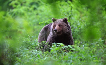 Rund 900-1000 Exemplare zählt die Bärenpopulation Sloweniens.